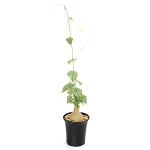 (多肉植物)ゲラルダンサス マクロリザス 3号 ...の商品画像