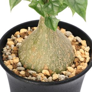 (多肉植物)ゲラルダンサス マクロリザス 3号...の詳細画像1