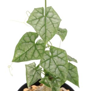 (多肉植物)ゲラルダンサス マクロリザス 3号...の詳細画像2