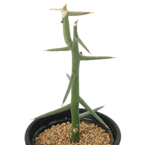 （多肉植物）アデニア　グロボーサ　挿木苗　発根済み　２．５〜３号（１鉢）