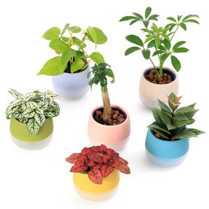 （観葉植物）土を使わないハイドロカルチャー　品種・鉢色おまかせ（１個）　鉢植え　おしゃれ　室内　プレゼント