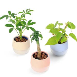 (観葉植物)土を使わないハイドロカルチャー 品...の詳細画像1