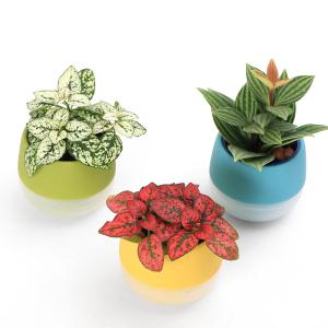 (観葉植物)土を使わないハイドロカルチャー 品...の詳細画像2