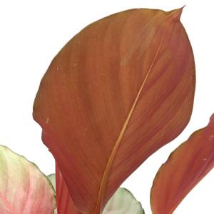 (観葉植物)カラテア シルバープレート 4号(1鉢)の詳細画像1
