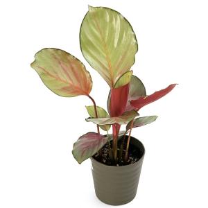 (観葉植物)カラテア シルバープレート 4号(1鉢)の詳細画像2