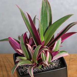 (観葉植物)ムラサキオモト 陶器鉢植え マット...の詳細画像1