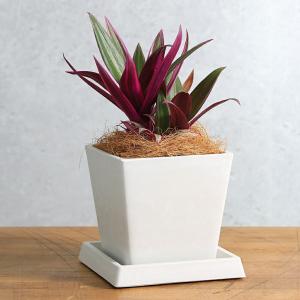 （観葉植物）ムラサキオモト　ボタニースクエアポット（１鉢）受皿付き！ココヤシファイバー　観葉植物　おしゃれ　卓上サイズ
