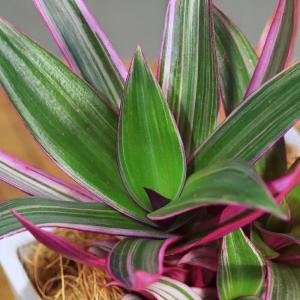 (観葉植物)ムラサキオモト ボタニースクエアポ...の詳細画像1
