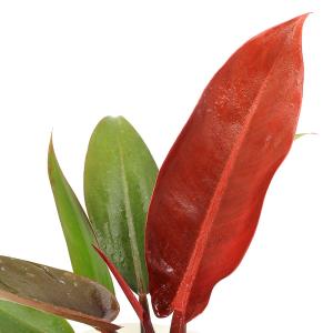 （観葉植物）フィロデンドロン　サンレッド　４号（１鉢）