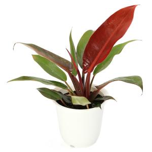 (観葉植物)フィロデンドロン サンレッド 4号...の詳細画像1