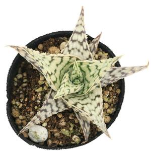 (多肉植物)アロエ ブリザード 2号(1鉢)の詳細画像1