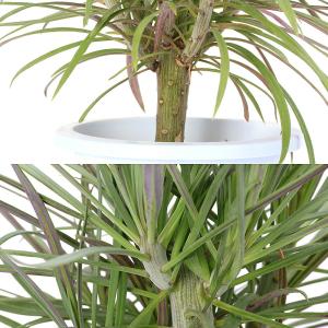 (多肉植物)セネシオ クレイニア(モンキーツリ...の詳細画像1