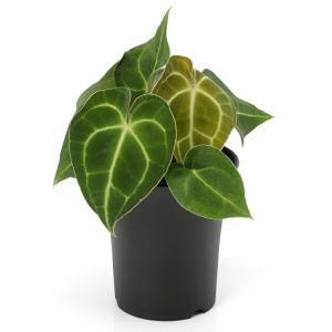 （観葉植物）アンスリウム　白シマウチワ　３．５〜４号（１鉢）