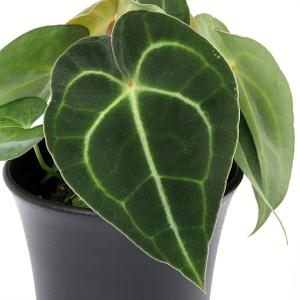 (観葉植物)アンスリウム 白シマウチワ 3.5...の詳細画像1