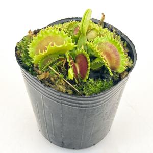 (食虫植物)ハエトリソウ ダンプリング 2号(...の詳細画像1