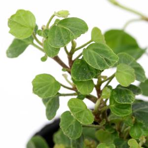 （観葉植物）ヘデラ（アイビー）　ピーターパン　３号（１ポット）