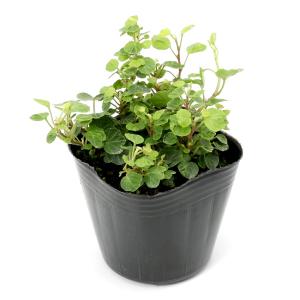 (観葉植物)ヘデラ(アイビー) ピーターパン ...の詳細画像1