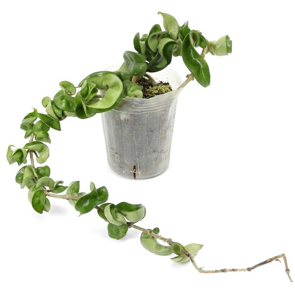 （観葉植物）ホヤ　コンパクタ　３〜３．５号（１鉢）