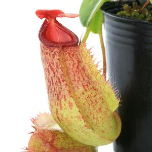 （食虫植物）ウツボカズラ　ネペンテス　ミミス　キス　２号（１ポット）