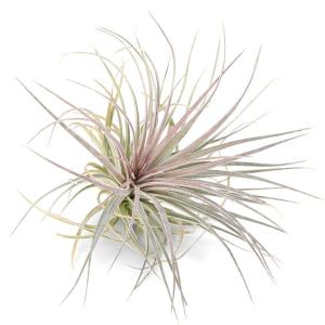 （観葉植物）エアープランツ　チランジア　コットンキャンディ　ピンクブラッシュ（１株）