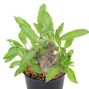 （多肉植物）パキポディウム　マカイエンセ　３号（１鉢）