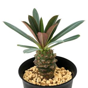 （多肉植物）ユーフォルビア　パキポディオイデス　３号（１鉢）