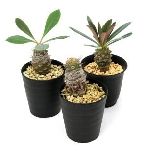 (多肉植物)ユーフォルビア パキポディオイデス...の詳細画像1