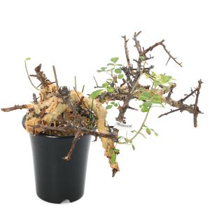 (多肉植物)一点物 コミフォラ カタフ ターカ...の詳細画像1