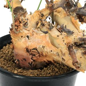 (多肉植物)一点物 コミフォラ カタフ ターカ...の詳細画像2