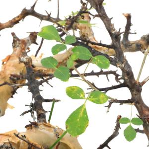 (多肉植物)一点物 コミフォラ カタフ ターカ...の詳細画像4