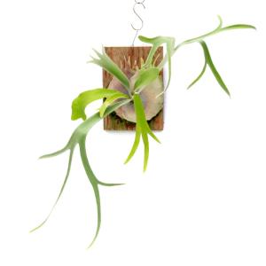 （観葉植物）一点物　ビカクシダ　モンキーノース　板付け（１株）