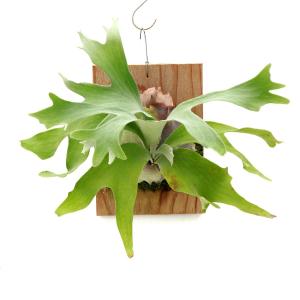 （観葉植物）一点物　ビカクシダ　ゲイシャ　板付け（１株）