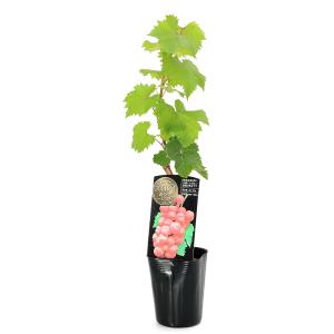 (観葉植物)果樹苗 ブドウ バイオレットキング ...の商品画像