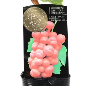 (観葉植物)果樹苗 ブドウ バイオレットキング...の詳細画像1