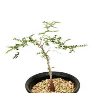 （多肉植物）一点物　オペルクリカリア　パキプス　実生苗　５号（３５３６７８）（１鉢）秋〜春落葉