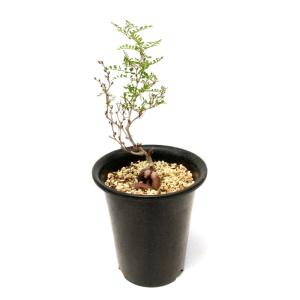 (多肉植物)一点物 オペルクリカリア パキプス...の詳細画像1