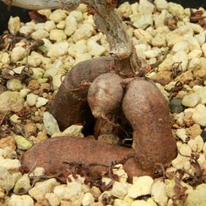 (多肉植物)一点物 オペルクリカリア パキプス...の詳細画像2