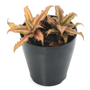 (観葉植物)クリプタンサス ソレイル 4号(1鉢)の詳細画像1