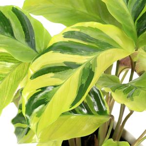 （観葉植物）カラテア　タイビューティ　４号（１鉢）