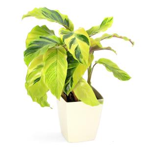 (観葉植物)カラテア タイビューティ 4号(1鉢)の詳細画像2