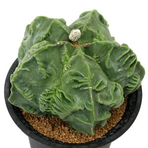 (多肉植物)一点物 サボテン アストロフィツム ...の商品画像