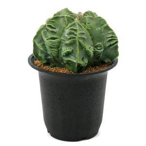 (多肉植物)一点物 サボテン アストロフィツム...の詳細画像1
