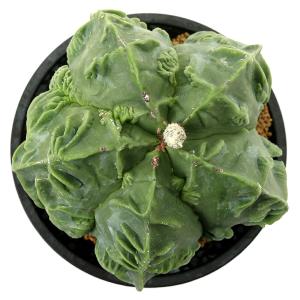 (多肉植物)一点物 サボテン アストロフィツム...の詳細画像2