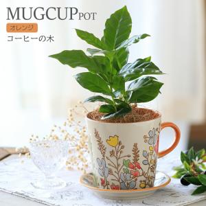 （観葉植物）コーヒーの木　マグカップポット　オレンジ　ココヤシファイバー（マルチング材）付　（１鉢）