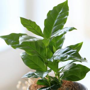 (観葉植物)コーヒーの木 マグカップポット オ...の詳細画像1