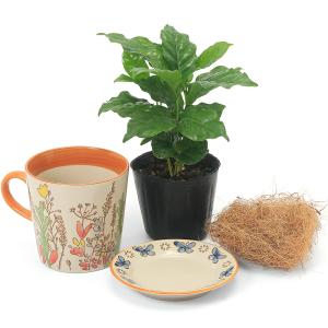 (観葉植物)コーヒーの木 マグカップポット オ...の詳細画像2