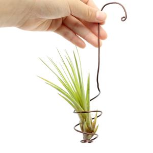 (観葉植物)おまかせエアープランツ ワイヤーホ...の詳細画像1