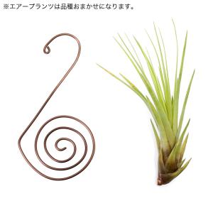 (観葉植物)おまかせエアープランツ ワイヤーホ...の詳細画像2