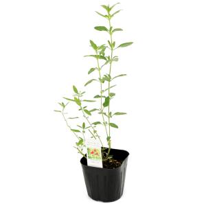 (観葉植物)ハーブ苗 セージ チェリーセージ ...の詳細画像1