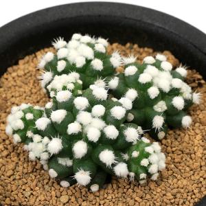 （多肉植物）サボテン　マミラリア　オルーガ　３号（１鉢）